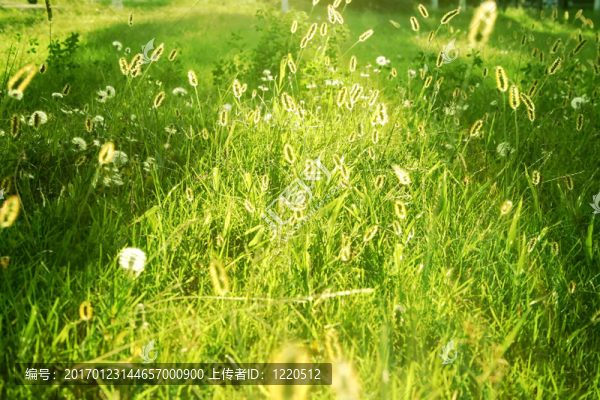 草地的黃昏-匯圖網(wǎng) www.fosd68.com 草地的黃昏