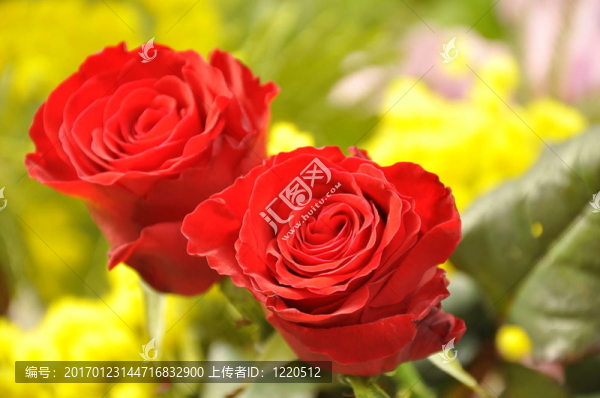 玫瑰-匯圖網(wǎng) www.fosd68.com 玫瑰