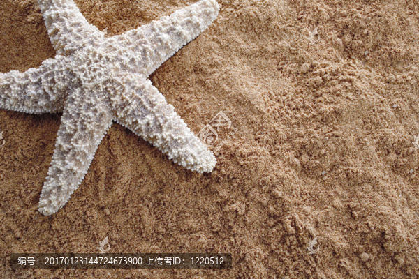 海星砂