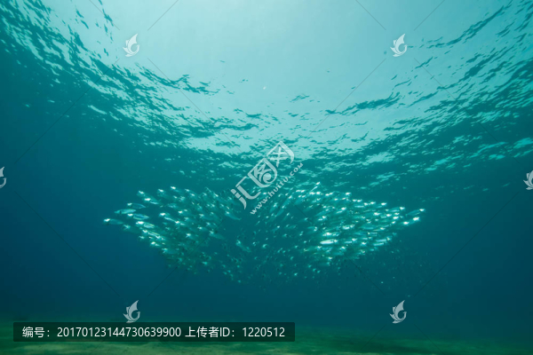 條紋的魚(yú)
