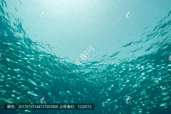 條紋的魚