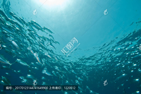 條紋的魚(yú)