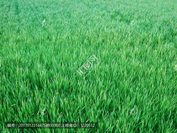 綠色的草坪
