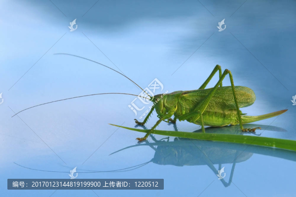 蚱蜢