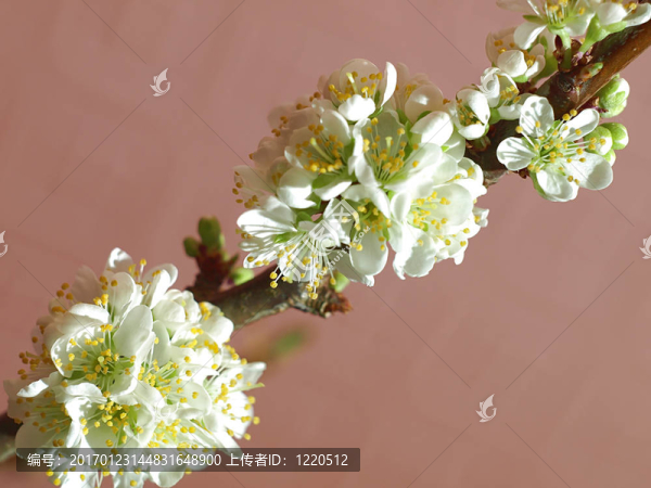 盛開(kāi)梅花枝