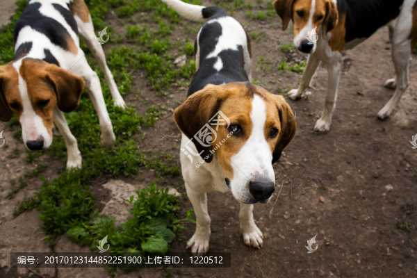 獵犬狗架