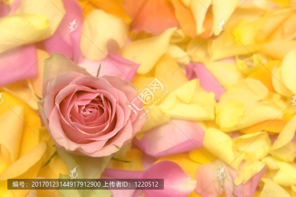 玫瑰的花瓣