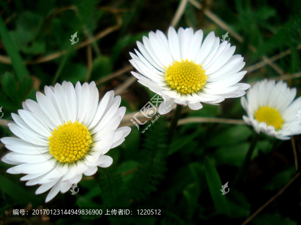 德國(guó)洋甘菊