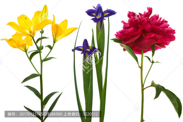 美麗的鮮花