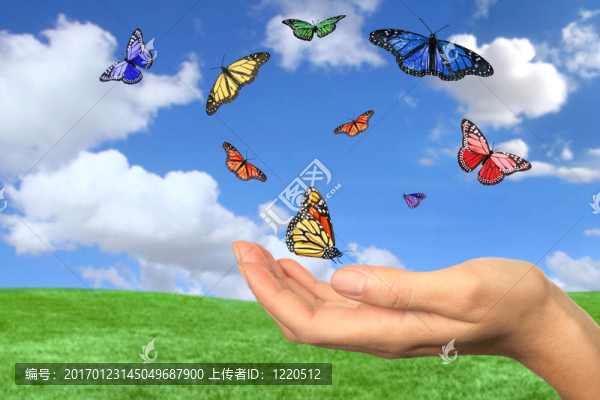 漂亮的蝴蝶自由飛翔
