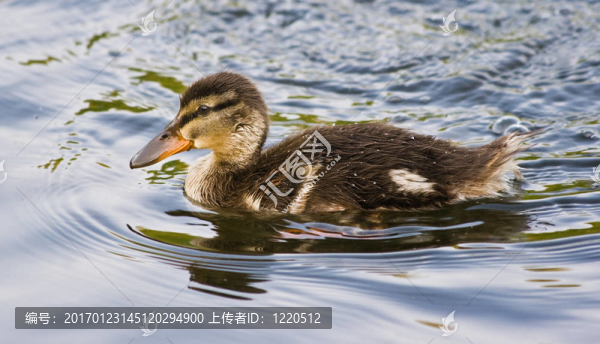 青春期時(shí)，鴨子