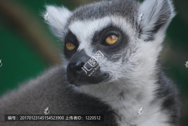 環(huán)尾狐猴