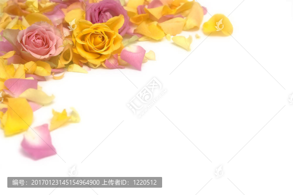 玫瑰的花瓣