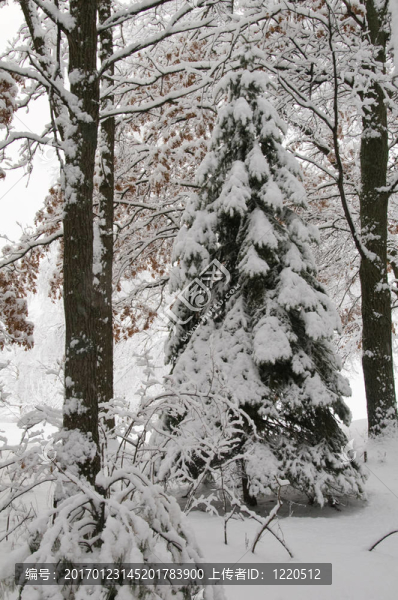 冬天的松樹-匯圖網(wǎng) www.fosd68.com 冬天的松樹