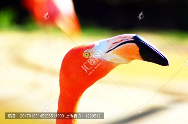 火烈鳥的眼睛