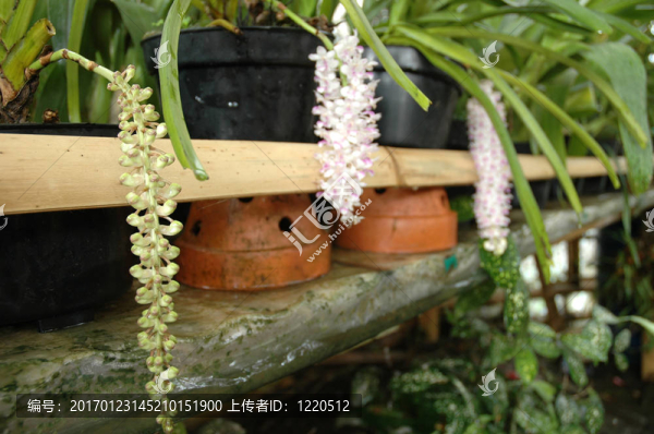 白蘭花