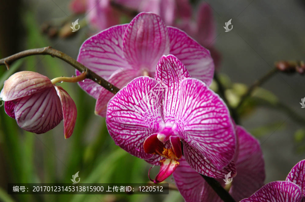 石斛蘭