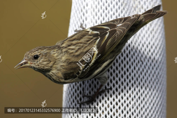 松雀吃薊-匯圖網(wǎng) www.fosd68.com 松雀吃薊