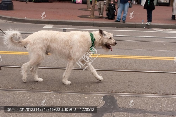 獵狼犬