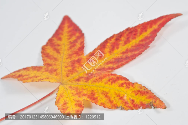秋天的葉子