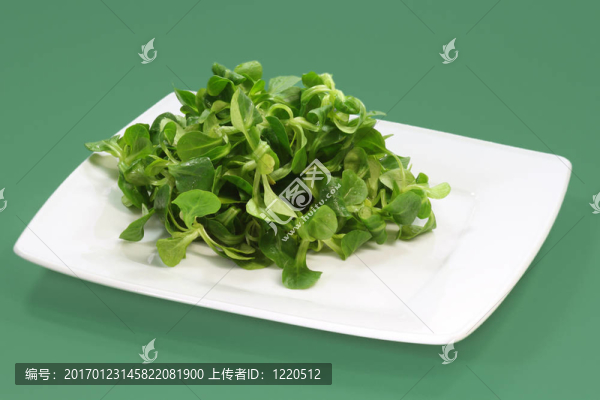 做沙拉青菜用的匙形菜葉