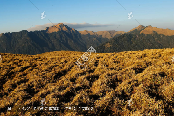 金色草原的山地景觀。