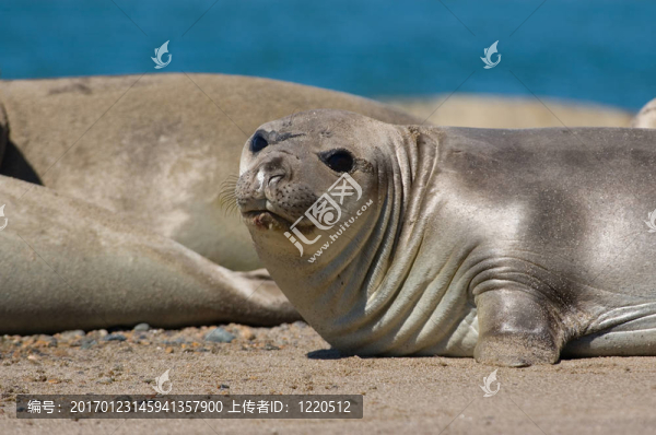 象海豹在瓦爾德斯半島；巴塔哥尼亞。