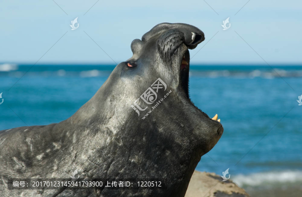 象海豹在瓦爾德斯半島；巴塔哥尼亞。