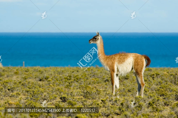 Guanaco巴塔哥尼亞。