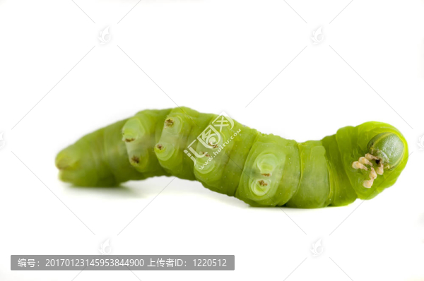 卡特彼勒白底背景。