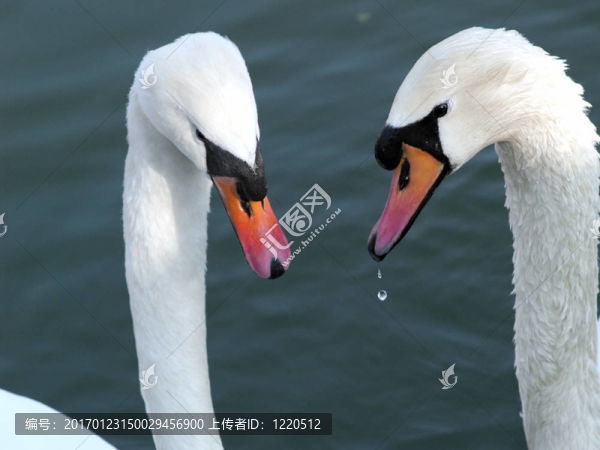 天鵝-匯圖網(wǎng) www.fosd68.com 天鵝