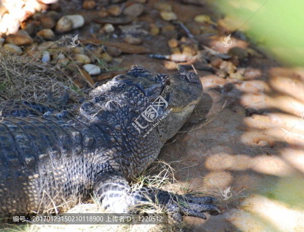 后來Gator-匯圖網(wǎng) www.fosd68.com 后來Gator