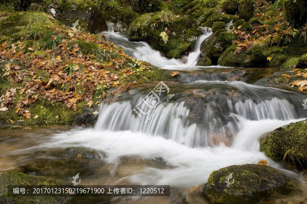 隨著身姿的葉子在山區(qū)河流