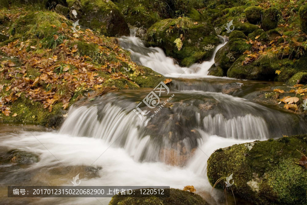隨著身姿的葉子在山區(qū)河流