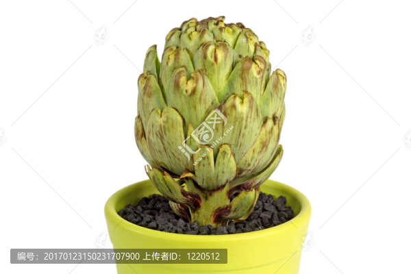 朝鮮薊