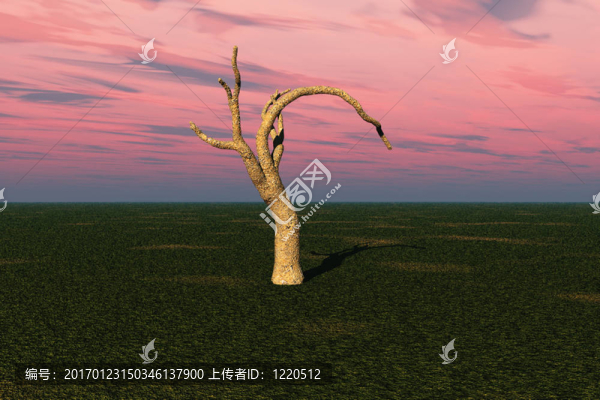 孤獨(dú)的樹(shù)