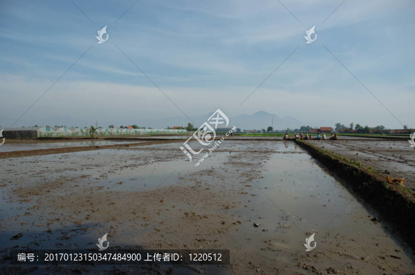 稻田