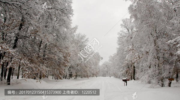 道路上的雪