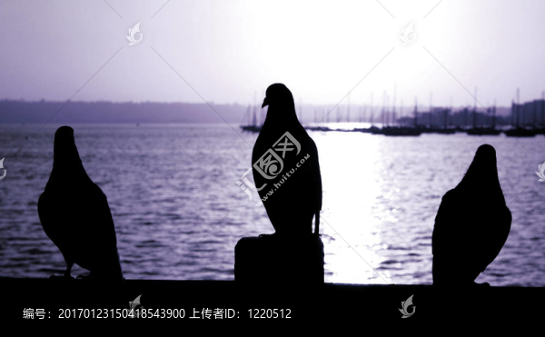 鴿子