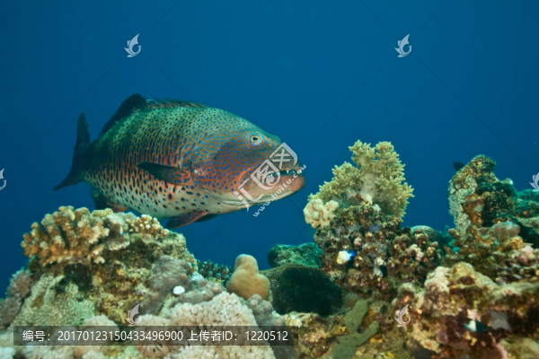 coralgrouper-匯圖網(wǎng) www.fosd68.com coralgrouper