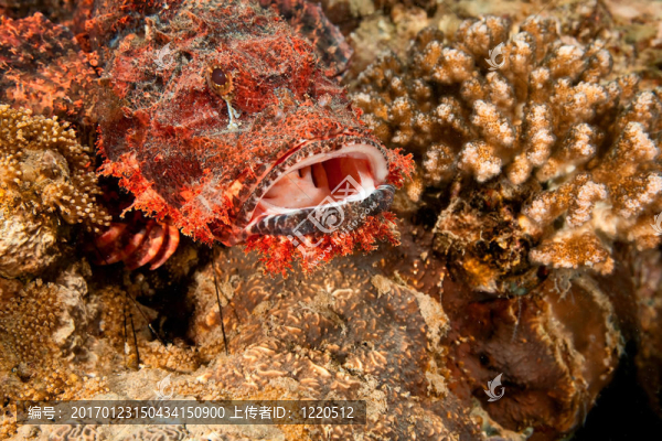 蝎子魚