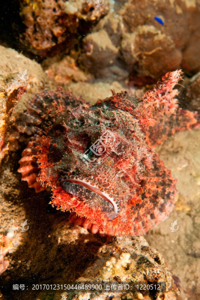 蝎子魚