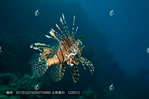 獅子魚