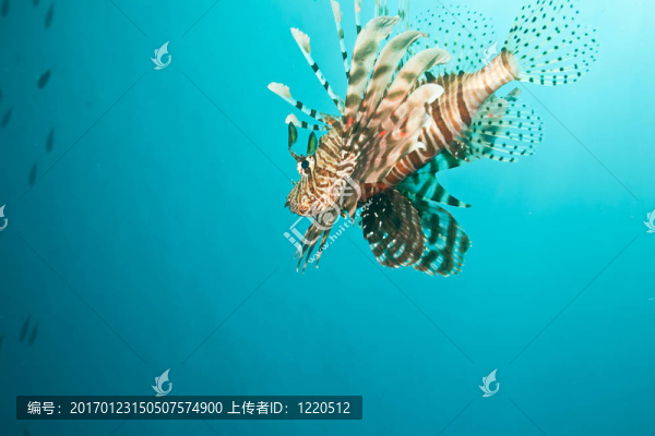 獅子魚(yú)