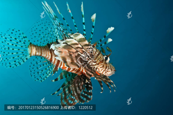 獅子魚