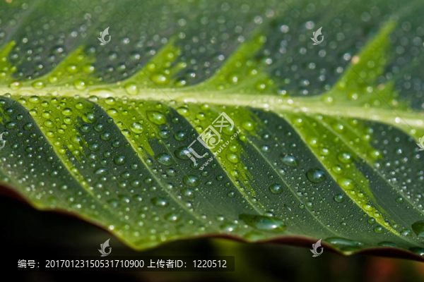 葉