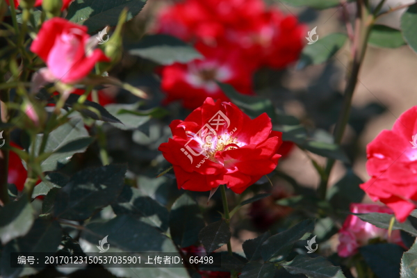 玫瑰花