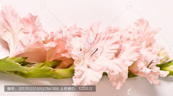 唐菖蒲