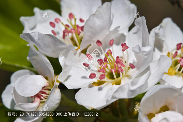 蘋果花開