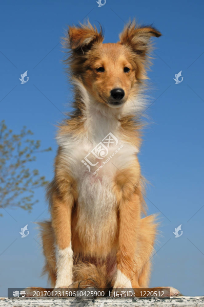 小狗喜樂蒂牧羊犬